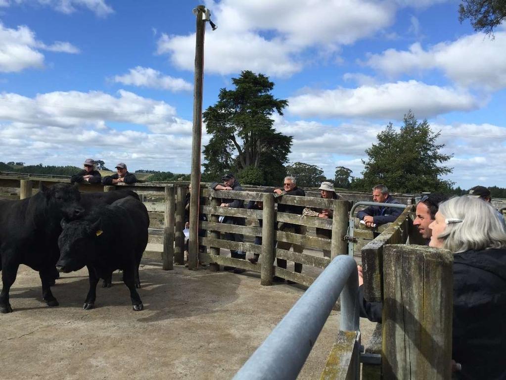 Better Beef Breeding: Bull Buying Workshops Simplify genetic information