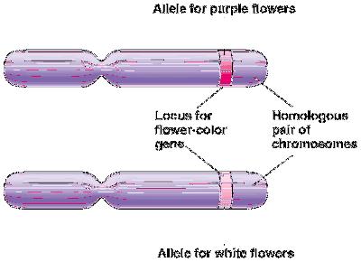 white flower color alleles different alleles vary in the sequence of