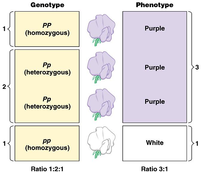 Genotyes Homozygous = same alleles =, Heterozygous = different alleles = henotye vs.