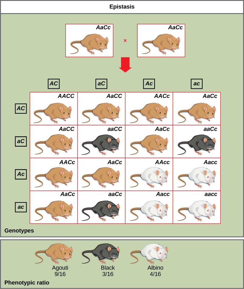 OpenStax-CNX module: m62819 13 An example of epistasis is pigmentation in mice. The wild-type coat color, agouti ( AA), is dominant to solid-colored fur (aa).