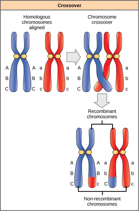 OpenStax-CNX module: m62819 9 Figure 4: The process of crossover, or recombination, occurs when two homologous chromosomes align during meiosis and exchange a segment of genetic material.