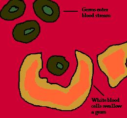 Below are graphics of two different categories of white blood cells in action: Lymphocyte White Blood Cell Function Phagocytic White Blood Cells in