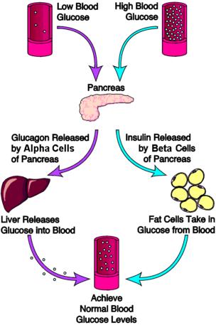Blood Sugar Regulation Homeostasis by Plants The pancreas is an endocrine gland which produces hormones which regulate blood glucose (sugar) levels An increase in blood sugar level triggers the