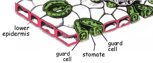 cells to take in glucose from the blood it converts blood glucose to the compound glycogen -- this compound is also called animal starch and is stored in our liver and muscles Maintenance of Water