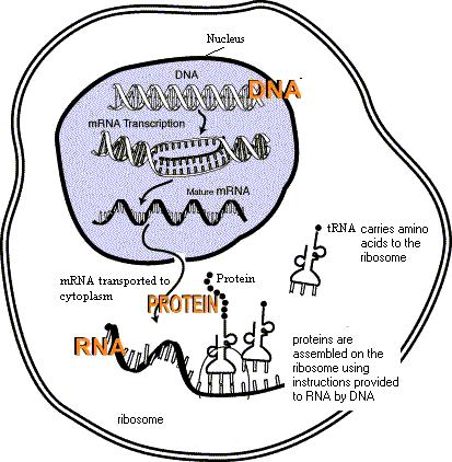 Protein Synthesis Cell Regulation Cell functions are regulated.