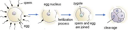 Process of Fertilization This zygote will then divide by mitosis and form the specialized cells, tissues, and organs of the organism.
