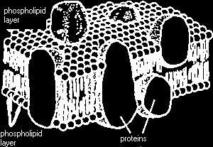 The cell membrane consists of two layers of phospholipids with proteins embedded within these layers.
