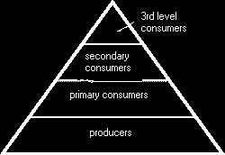 An Energy Pyramid The picture at the left is an energy pyramid. Producer organisms represent the greatest amount of living tissue or biomass at the bottom of the pyramid.
