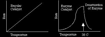 Factors Influencing Enzyme Activity ph: the optimum (best) in most living things is close to 7 (neutral).