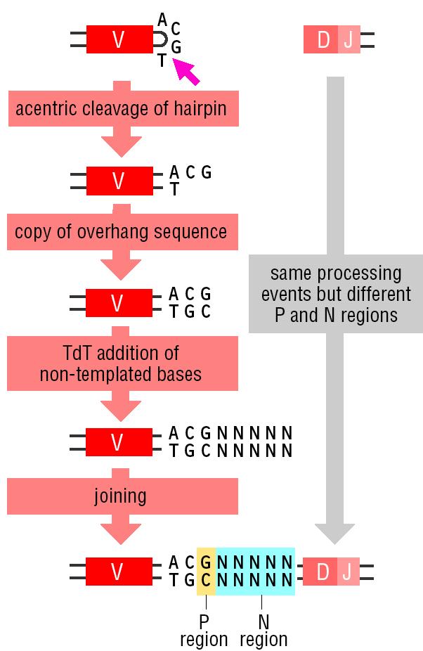 Creation of Junctional Diversity by P-regions and TdT (There can also be trimming back by nucleases before addition