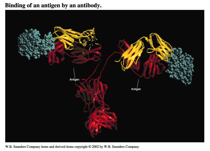 Antibody Structure supports Function Variability in