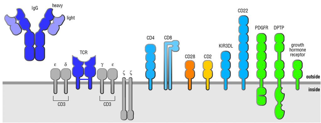 The Immunoglobulin Superfamily (a few examples) Ig and TCR