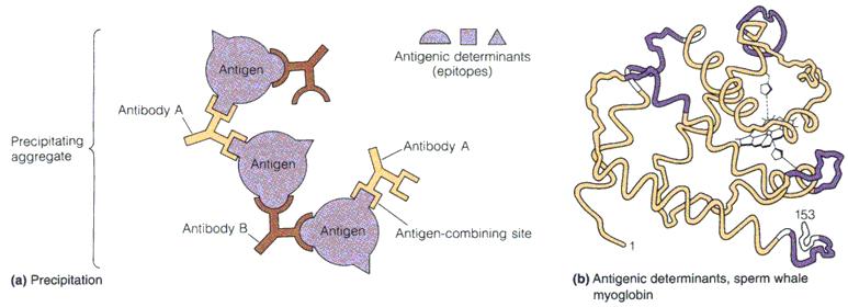 Antibodies and