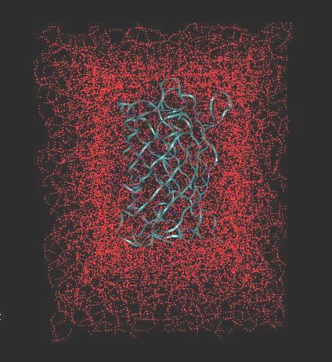Molecular Dynamics Simulation F i = m i a i Before MD After 20 ps MD on solvent
