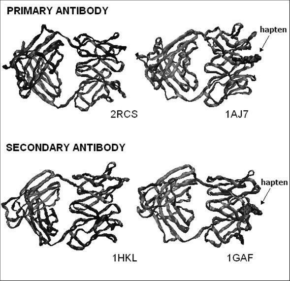 Antibody Maturations: 4 structures crystallized by Shultz Group