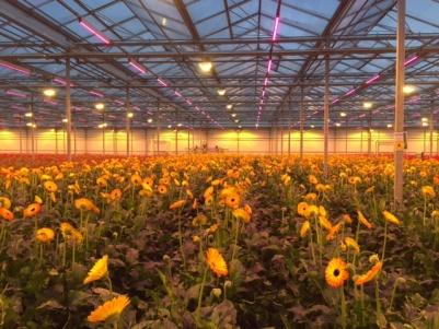 HPS for cut flowers still basic lighting! HPS lighting vs LED Radiation heat of HPS lights is necessary for Canadian and North-West European flower cultivation.
