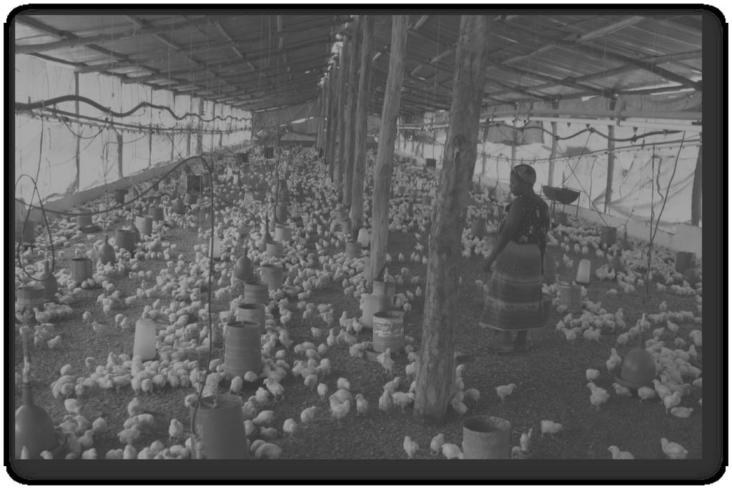 The Emergence of the Poultry Industry & the