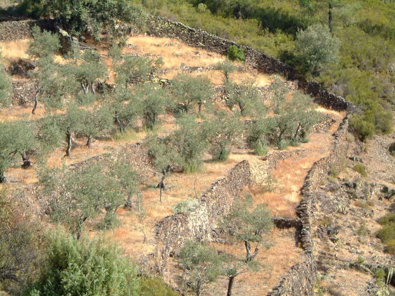 Olives ecosystems and