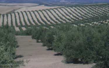 Olive ecosystems range from