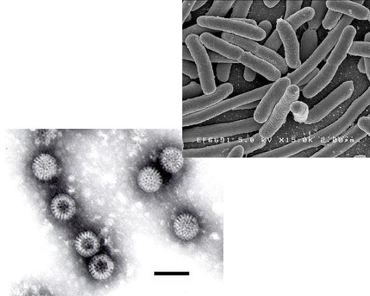 Water Characteristics Biological Bacteria Protozoa Viruses Cysts Source Types &