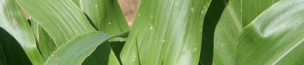 Did You Know? European corn borer is the most predictable of the three major species.