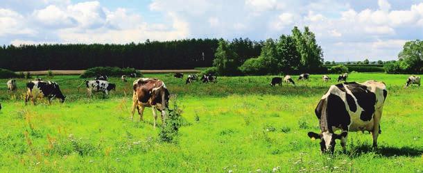 Invariably for years, the largest herds are observed in Dolnośląskie, Lubuskie, Opolskie and Zachodniopomorskie, and the smallest herds: in Małopolskie.