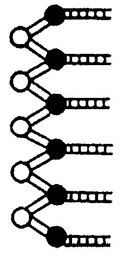 Construct the Model 1. Construct the nucleotides by attaching each deoxyribose (black center) to a phosphate (red center) with a yellow connector.