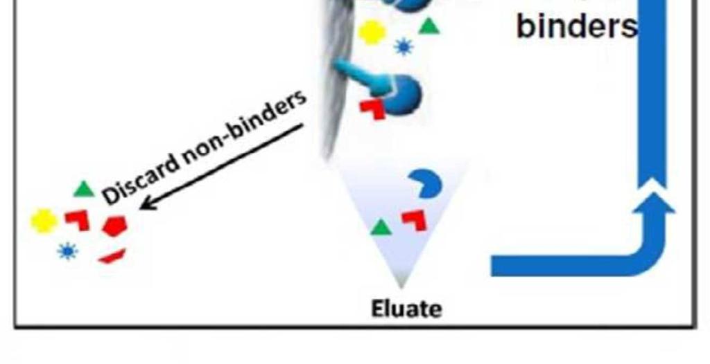 Following repeated rounds of selection and enrichment, high affinity DNA ligands are cloned and sequenced.