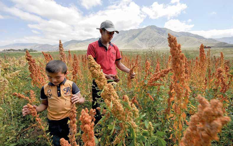 KYRGYZSTAN Father and son inspecting quinoa plantations. FAO helps improve livestock productivity in the country. FAO/V.