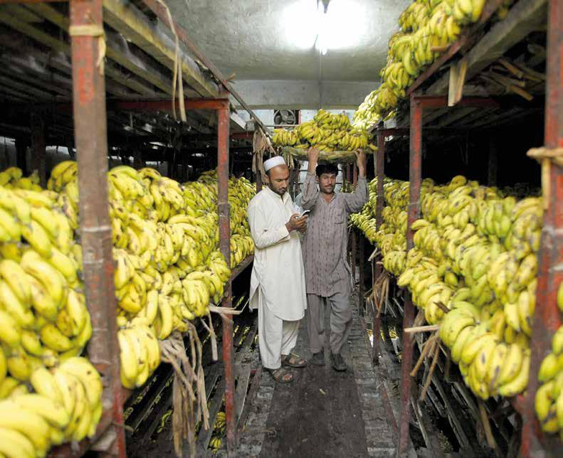 PAKISTAN Porters moving baskets of bananas from a warehouse for sale outside at a food market. FAO/F.