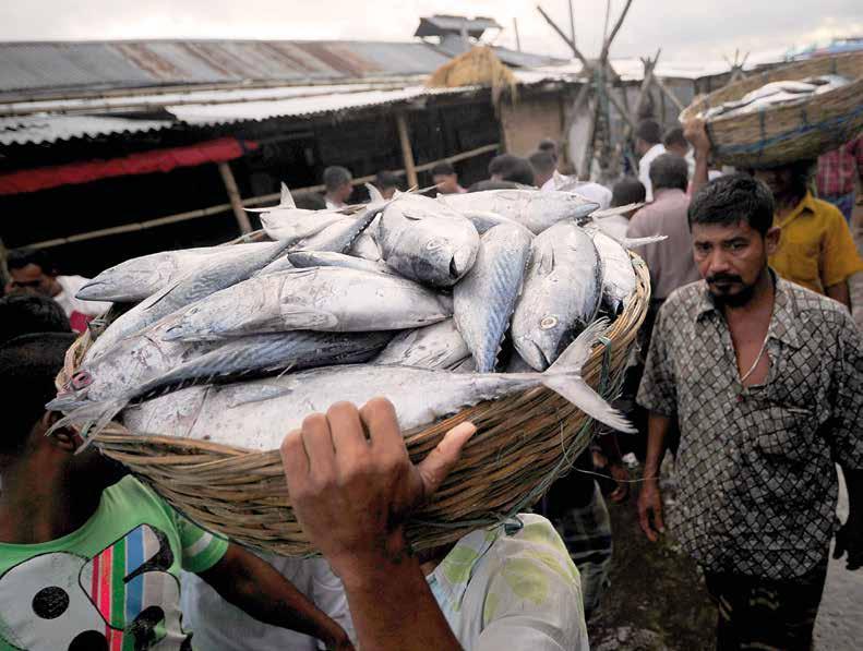 BANGLADESH Workers unloading the morning s catch at a fish market in southern Bangladesh. FAO works to improve the productivity of crops, livestock and fisheries in the country. FAO/M.