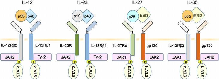 Emerging Therapies in IBD: JAK Pathway From Choi et al.
