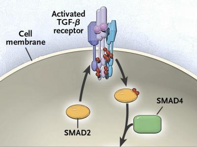 Emerging Therapies in IBD: Promoting TGF-β1 TGF-β1activates a receptor on the cell surface that promotes anti-inflammatory properties x If we could block SMAD7, Then TGF-β1 s anti- Inflammatory
