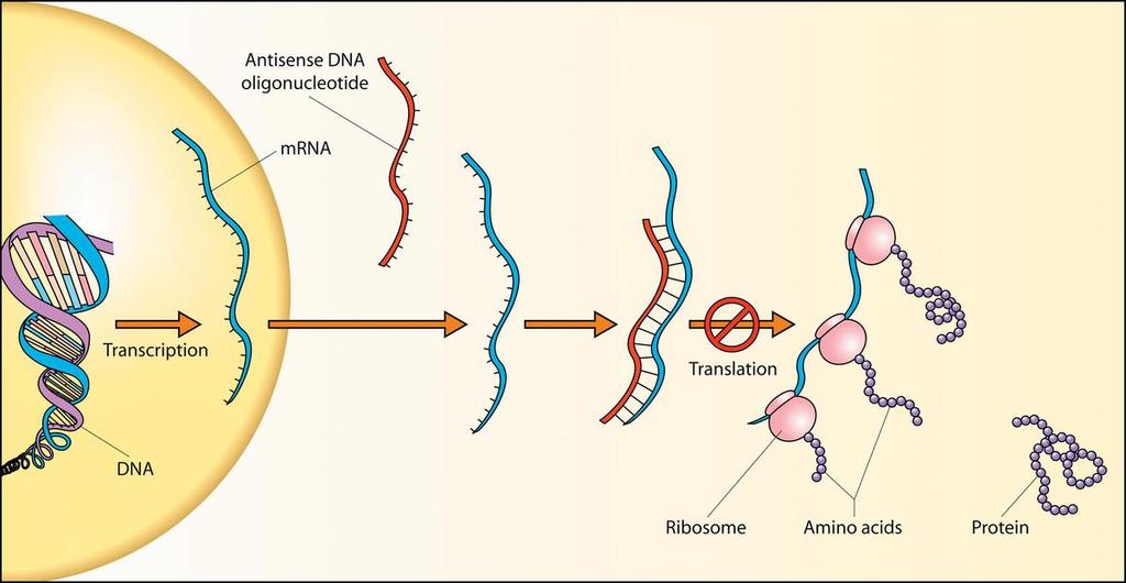 is an oral Smad7 antisense oligonucleotide * How does Antisense DNA Work?
