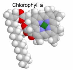 Chlorophyll-a The third criteria tested is chlorophyll-a. This pigment is found in all green plants & algae, causing their green color.