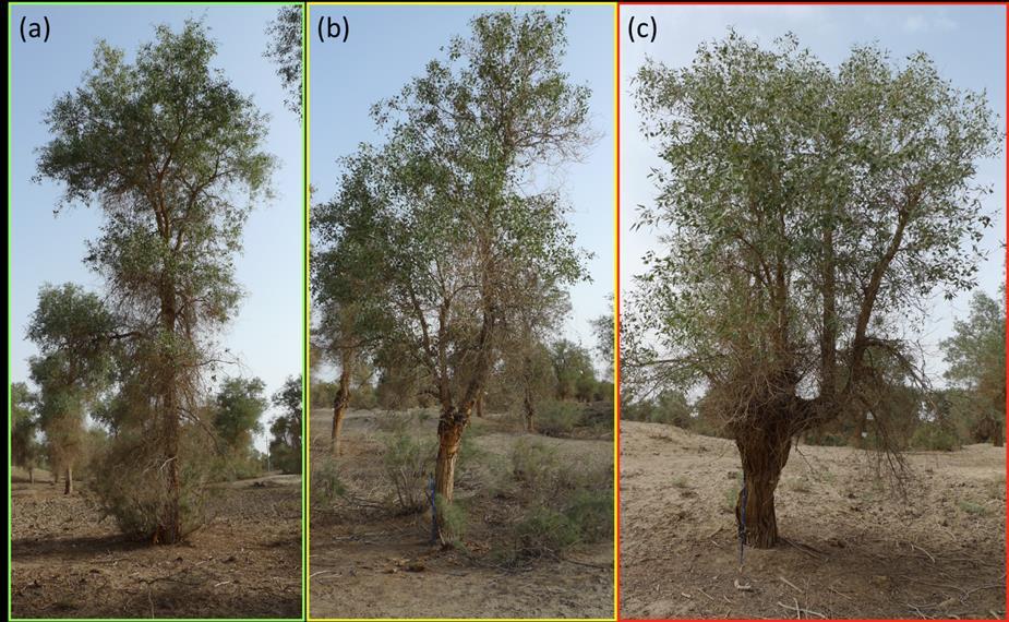 Study site Xayar: Effects of use intensity (wood harvest by pollarding) No pollarding (tree height: 11.9 m) (T.