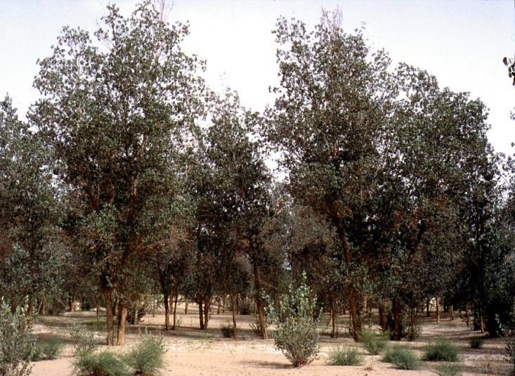 In Populus euphratica, root suckers can form extensive clones -300-270 100 = sampled trees W 80 60-330 Radius 100 m S113 S115 S114 40 20-360 S50 100 S49 80 60 40 S48 S47 S46 S119 20 S45 S52 S118 S44