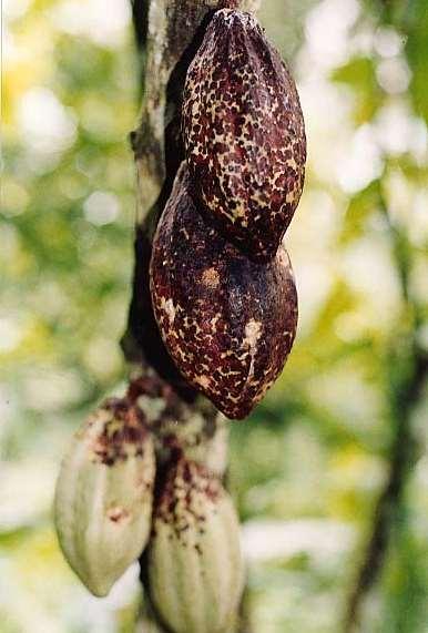 Region: All cocoa producing regions Mirids/capsids.