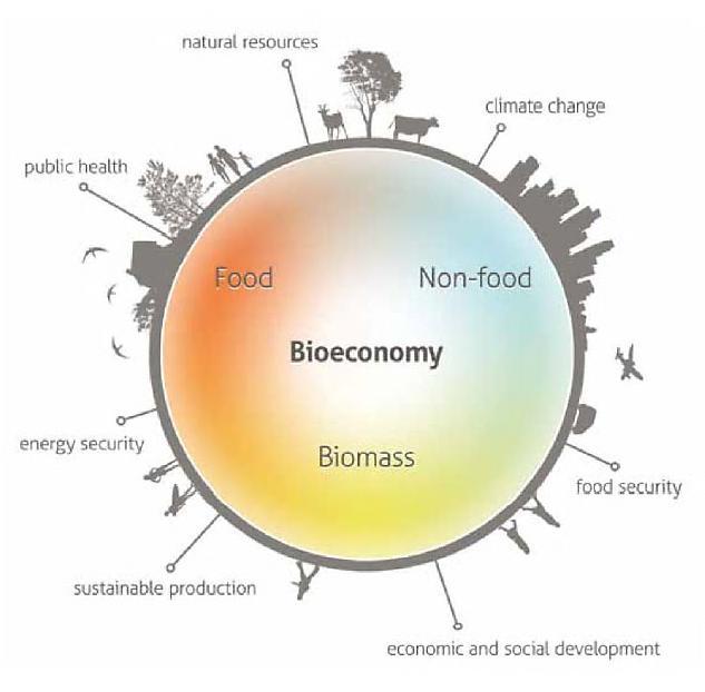 The biobased economy within the bio-economy The biobased economy : the use and/or conversion of renewable feedstock for the production of biobased products.