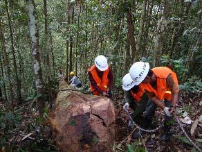 Implementing Sustainable Forest