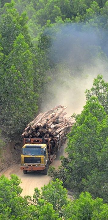 Southeast Asia How does responsible investment work in Southeast Asian forestry?