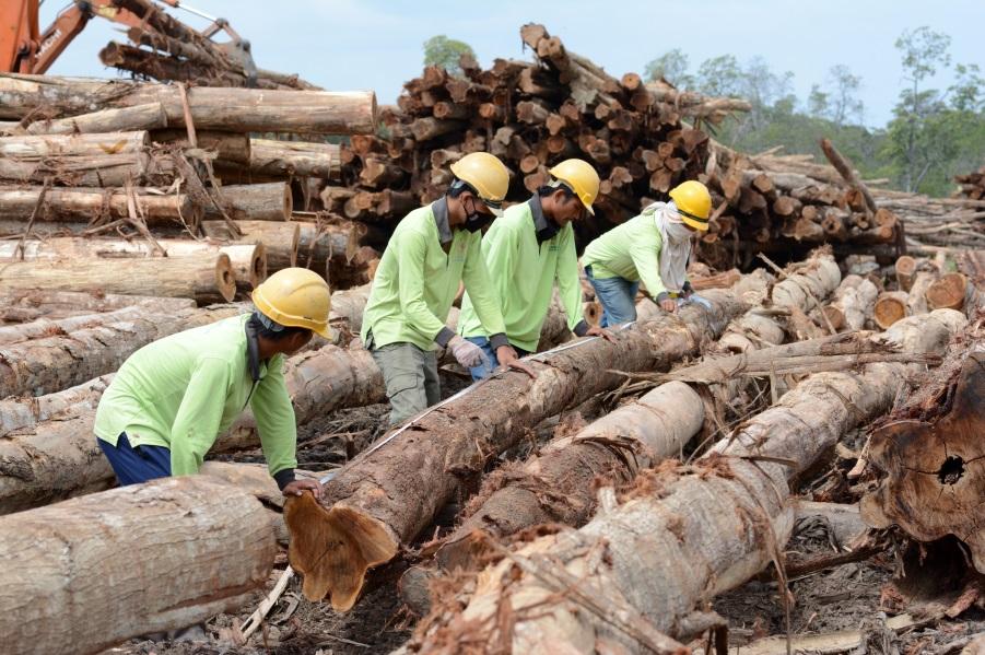 acacia and eucalyptus hardwood for both pulpwood and solid log markets.