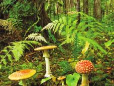 Biotic Characteristics of an Ecosystem The biotic characteristics of an ecosystem include all the living things, such as plants, animals, fungi, bacteria, and protists, in an ecosystem.
