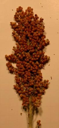 Seed dry weight (g panicle -1 ) Seed-set (%) Sorghum: Drought Stress on Yield Components 100 (a) Fully Irrigated Stress from Booting to Flowering Stress from Flowering