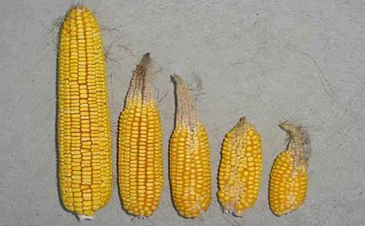 Maize: Drought Stress on Yield Components Ear from a maize plant