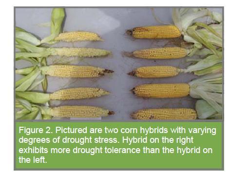 Maize: Drought : Genotypic