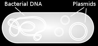 found as double stranded, circular DNA Typical