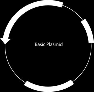 Plasmid Composition Antibiotic Resistance. Used for selection. (See later slides). Example antibiotics include ampicillin (Amp) and kanamycin (kan) Multiple Cloning Site.