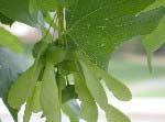 Species Search Results :: Catalog of Species Search Acer platanoides