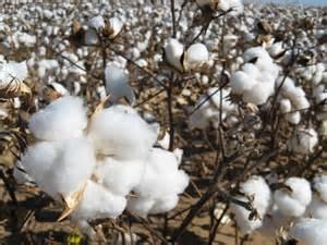 What Happened To Cotton Base Acres?